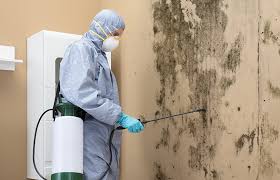 Bellflower, CA Mold Removal Company